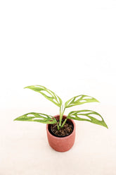 Monstera adansonii mint variegata